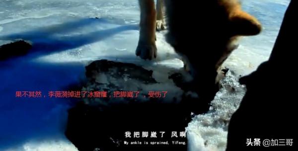 紀實電影《重返狼群》－尋找狼群，小狼格林牽馬救母