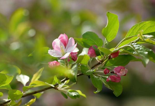 盆栽樹木有哪些？這3種很適合，養在陽臺都可以開花結果