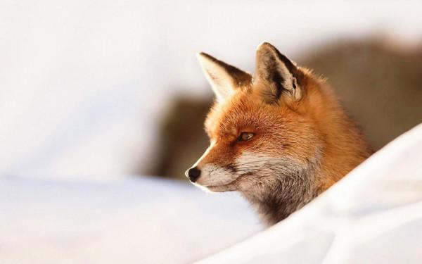 獻身精神太強！總為別人考慮，但卻總忽略自己的星座