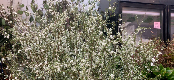 把枯樹枝插水裡，枝條開滿“白雪花”，氣質十足有格調