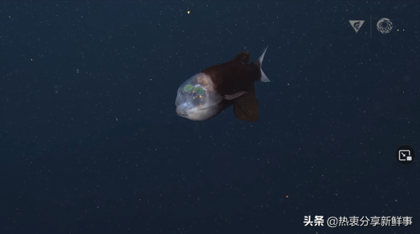 觀看這些由機器人攝像機拍攝的稀有海洋生物