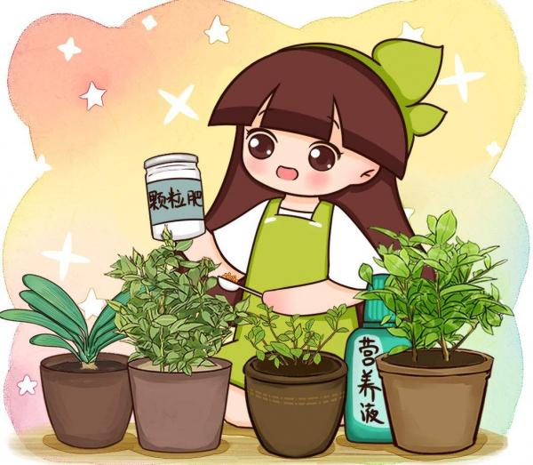 “吉祥花”紅玉藤,開花紅紅火火,還有旺財旺運好兆頭 “吉祥花”紅玉藤,開花紅紅火火,還有旺財旺運好兆頭