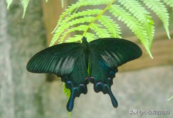 分享圖片-五顏六色的蝴蝶