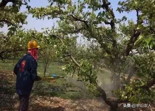 梨木蝨重在防次在治，抓住三個階段很重要，好的用藥方案值得收藏