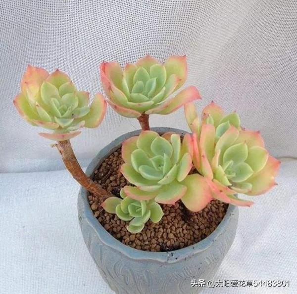 冬至,可以入手的6種多肉,好看好養,出狀態美如天仙 冬至,可以入手的6種多肉,好看好養,出狀態美如天仙