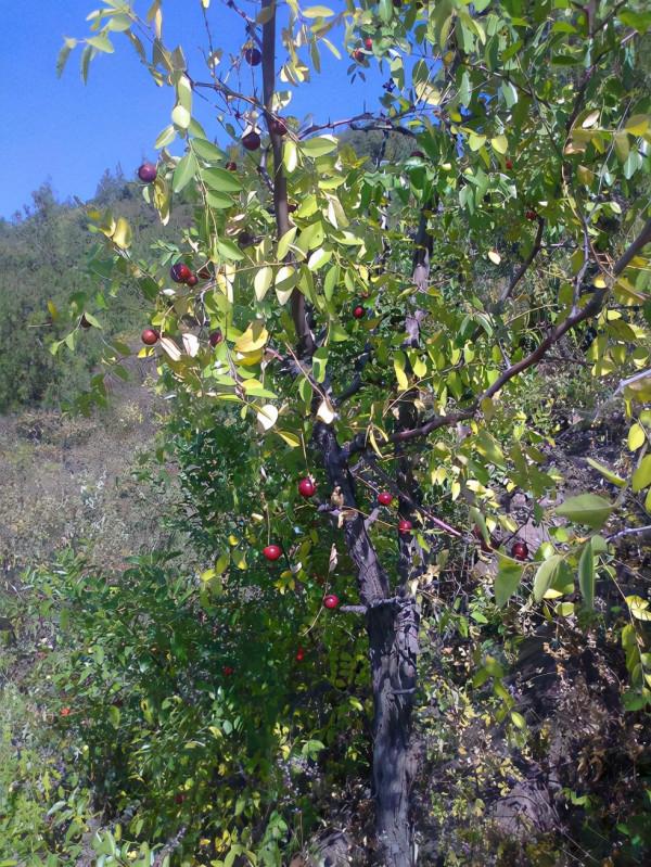 小時候常吃的9種“野果子”，現在還不認識？科普一下，滿是回憶
