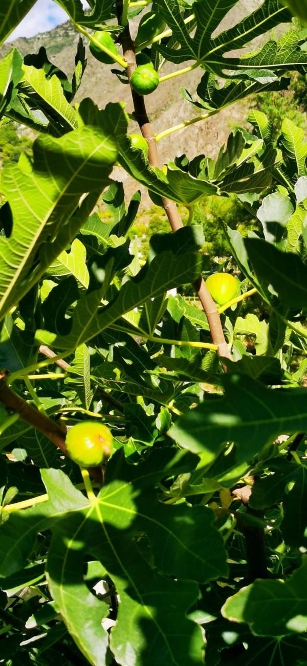 2021雲南遊-3 2021雲南遊-3