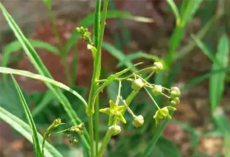 古人的浪漫:那些絕美的中藥名 古人的浪漫:那些絕美的中藥名