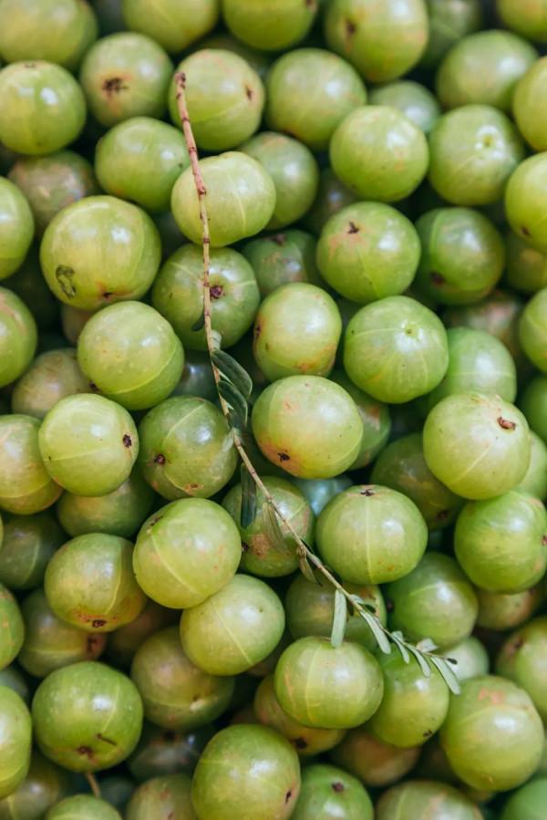 557億斤！中國&OpenCurlyDoubleQuote;水果王國&rdquo;，為什麼是廣西？