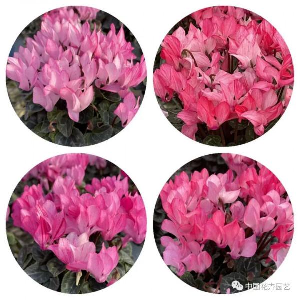 水培迷你仙客來，讓室內輕鬆變花園 | 新品