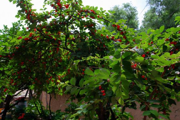 北京大西山沿河口石羊溝