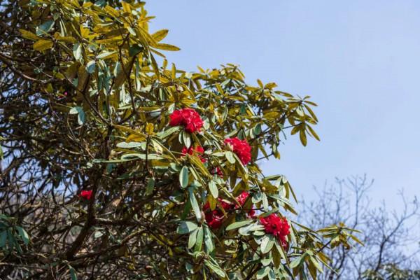 冬日騰衝,方圓十里有花香 冬日騰衝,方圓十里有花香
