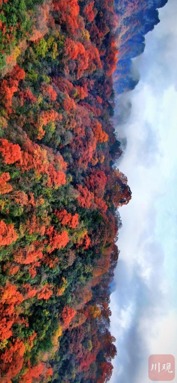 秋天最美的約定 光霧山的紅葉又紅啦