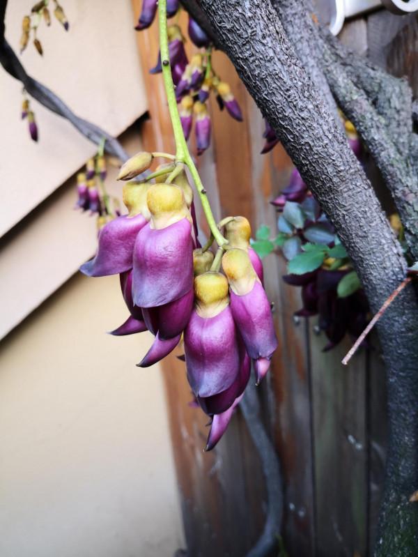 禾雀花：猶如禾雀飛舞