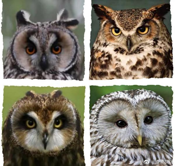 說文解字:甲骨文裡的貓頭鷹 說文解字:甲骨文裡的貓頭鷹