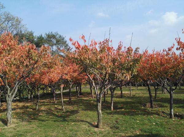 我常去遛彎的植物園 我常去遛彎的植物園