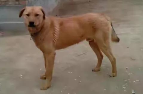 二十年養狗史，一把辛酸淚（記曾經的樂與悲，嘆今日之不可得）