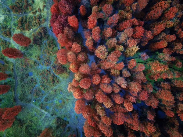 中國深秋10大最“紅”的紅葉林，準備好出發了嗎？