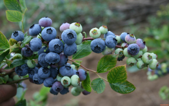 冰箱會給食材減分還是加分?看營養醫師怎麼說 冰箱會給食材減分還是加分?看營養醫師怎麼說