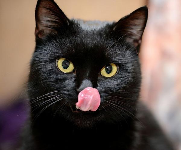 黑貓招邪還是辟邪?來看看世界各地關於黑貓的說法能有多離譜 黑貓招邪還是辟邪?來看看世界各地關於黑貓的說法能有多離譜