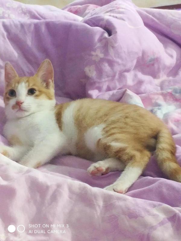 夏天的時候在田地裡收養的小貓咪，如今已然變成了胖橘