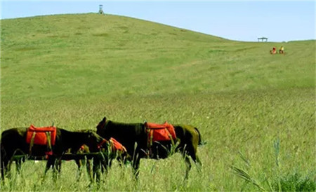 打卡河南最美的4個草原,帶你看不一樣的河南,三個都不收門票 打卡河南最美的4個草原,帶你看不一樣的河南,三個都不收門票