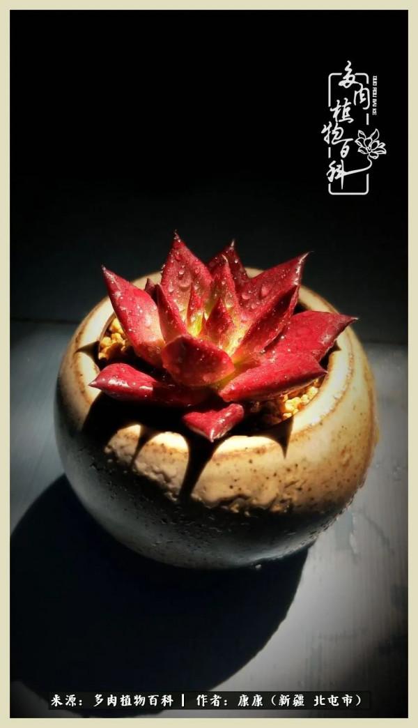 遠處都是風景，近處全是人生，眼前卻是多肉