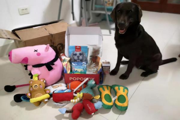 如何清洗狗狗玩具 如何清洗狗狗玩具