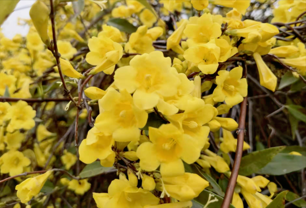 花香如香水，花期大半年，唯一能在冬天室外開的茉莉，你見過嗎？