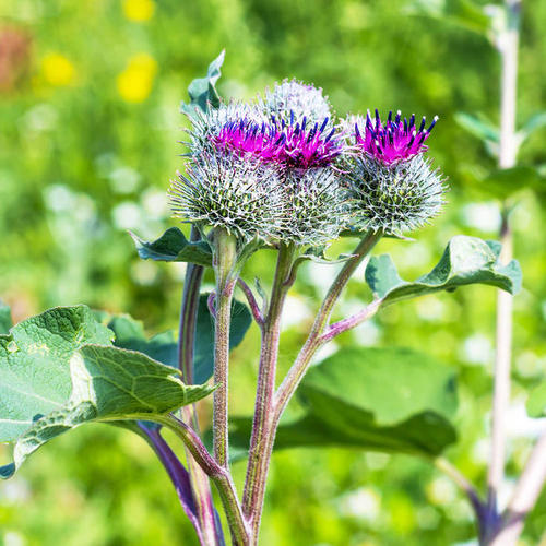 農村種植不賺錢？那是因為你沒選對品種，試試這些高收益品種吧