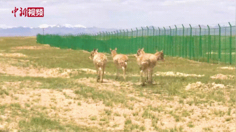 這輩子一定要去趟這個公園 在這裡“有種愛叫放手” 這輩子一定要去趟這個公園 在這裡“有種愛叫放手”
