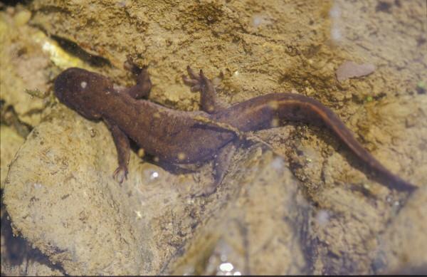 秦嶺娃娃魚被濫捕，野生數量減少8成，暴利背後是怎樣的危機？