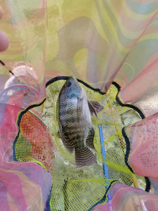 小小鯽魚竿竟能抗住2斤多泰鯪的強力衝擊