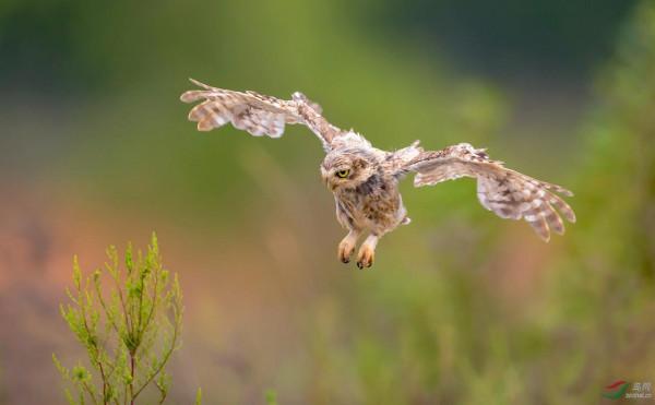 它是鳥嗎？新疆縱紋腹小鴞，萌呆啦