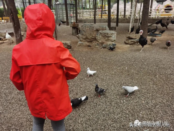 北京新開一家動物園,可以和老虎共進午餐 北京新開一家動物園,可以和老虎共進午餐