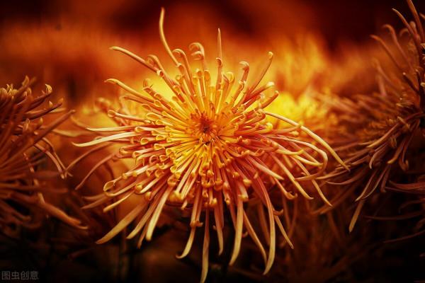 50種冬季裡開放的花卉，這些花最合適在冬季裡養