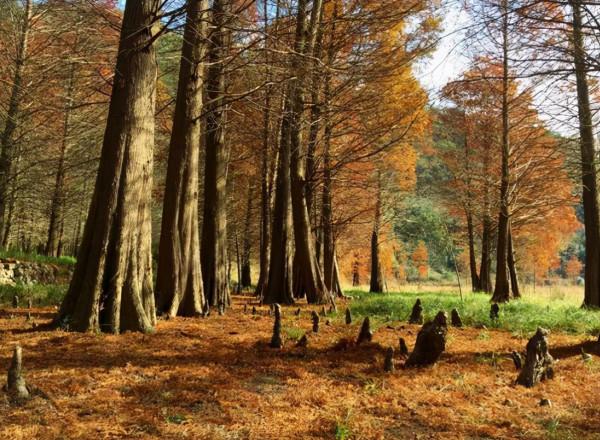 藏在浙江山澗處，有個世外桃源，滿眼夢幻紅杉林，並且鮮為人識