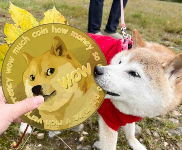 神煩柴犬Doge表情包狗狗16歲生日 主人拍影片慶生