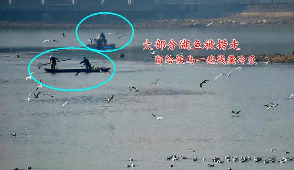 鄱陽湖大量野生魚擱淺，護魚隊寧死也不讓撈，網友：點贊，做得好