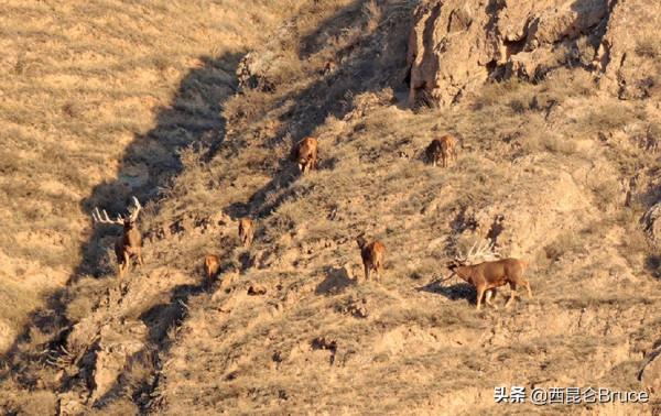 甘肅要火了！40多隻白唇鹿現身張掖，十分壯觀，網友：請出示綠碼