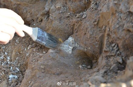 河南現200萬年前大象盆骨化石 河南現200萬年前大象盆骨化石