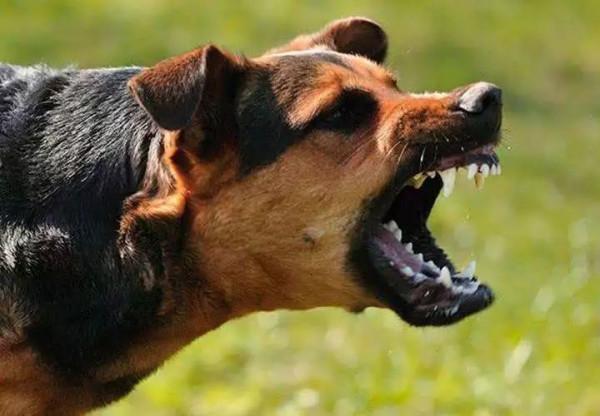 古代故事:富家惡犬 窮困男子一片葉子使它送命 官府也束手無策 古代故事:富家惡犬 窮困男子一片葉子使它送命 官府也束手無策