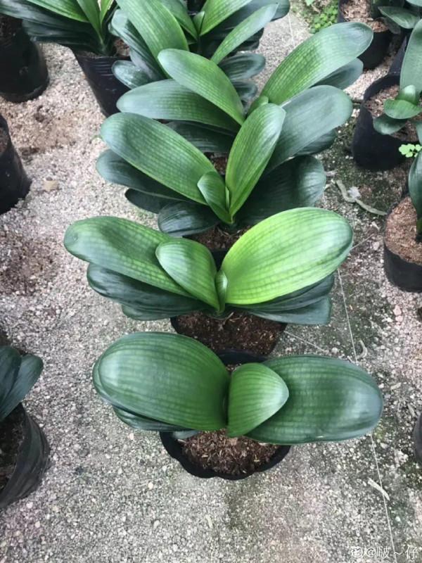 三角梅剪 一剪,搬出去曬曬,呼呼爆花 三角梅剪 一剪,搬出去曬曬,呼呼爆花