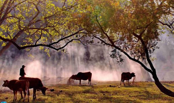 「散文」“牛事兒”散記