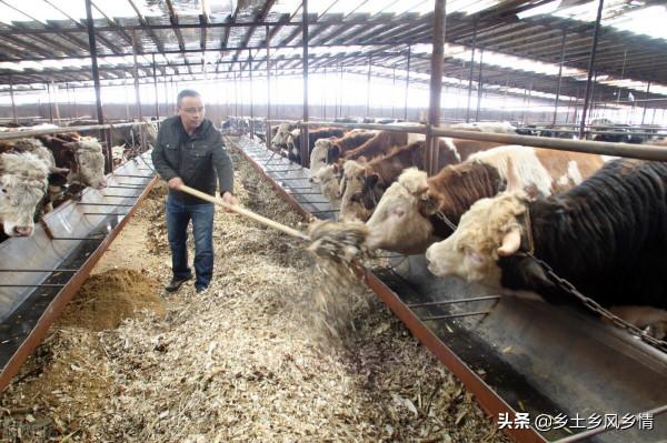 都知道用酒糟養牛賺錢快、如何飼餵卻不懂，養牛十年的老農告訴你