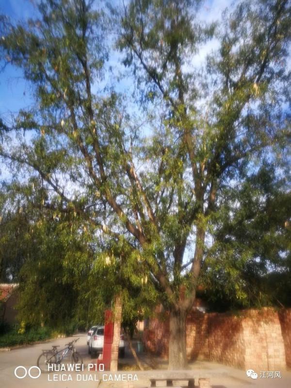 「鄉村故事」油坊頭村與王莽的傳說