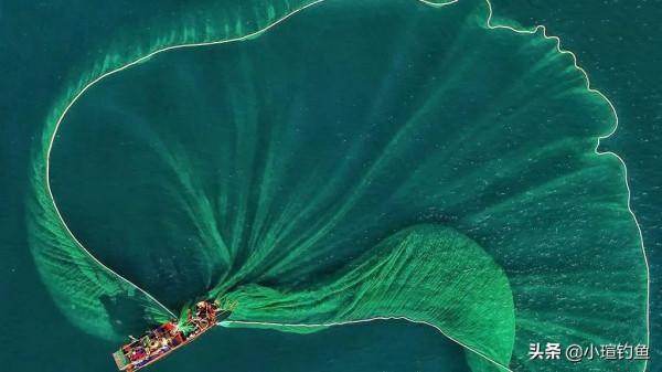 海中捕撈金槍魚為什麼不用漁網？為什麼能連續釣不摘鉤，真相來了