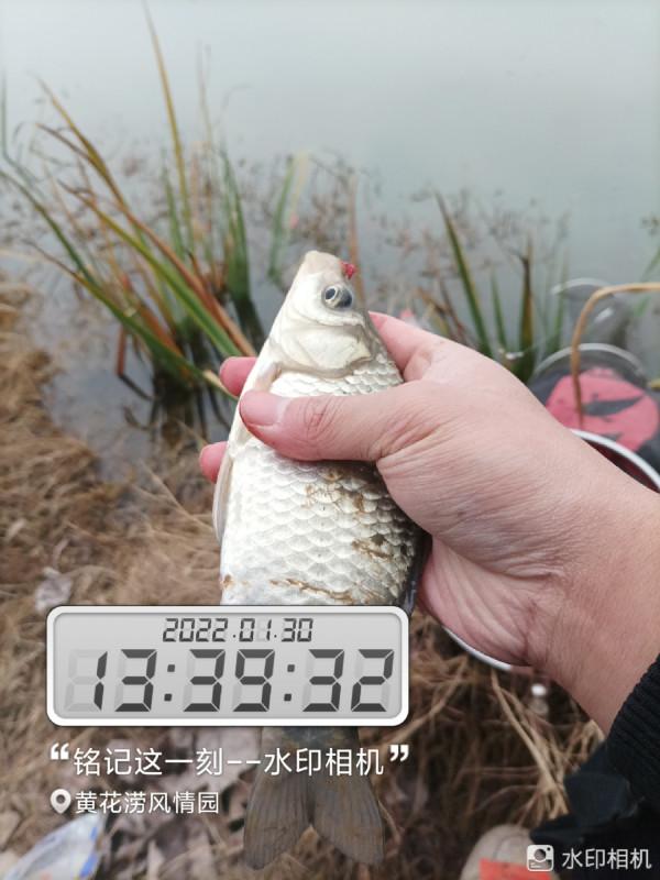 來自北賽湖探釣意外發現——外來物種