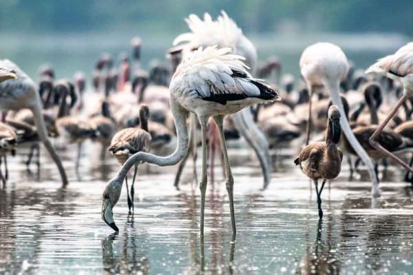 印度新孟買現火烈鳥群 水邊開心追逐打鬧