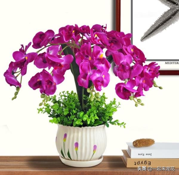 春節過後去花市逛逛，3種花撿漏正當時，價格便宜帶回家就開花